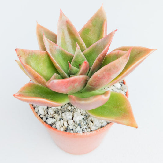 Echeveria 'Mexicano'