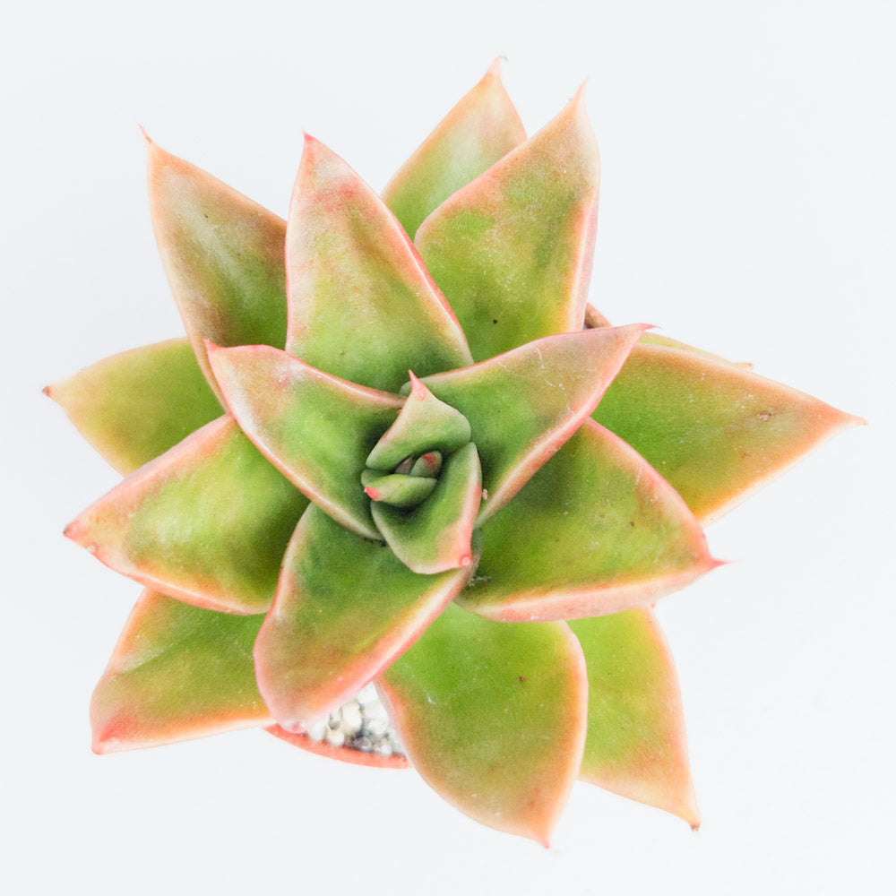 Echeveria 'Mexicano'