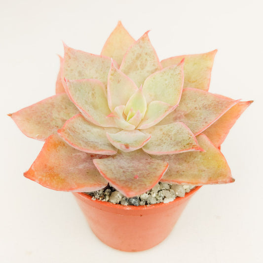 Echeveria perbella