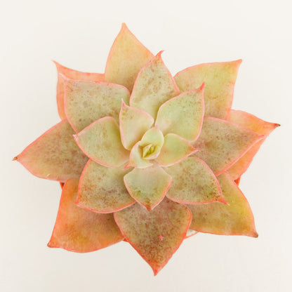 Echeveria perbella