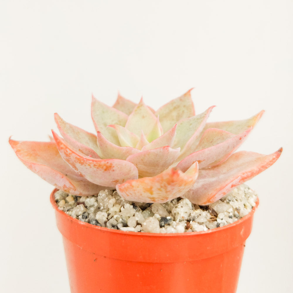 Echeveria perbella