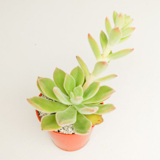 Echeveria 'Pulvi-Carn'