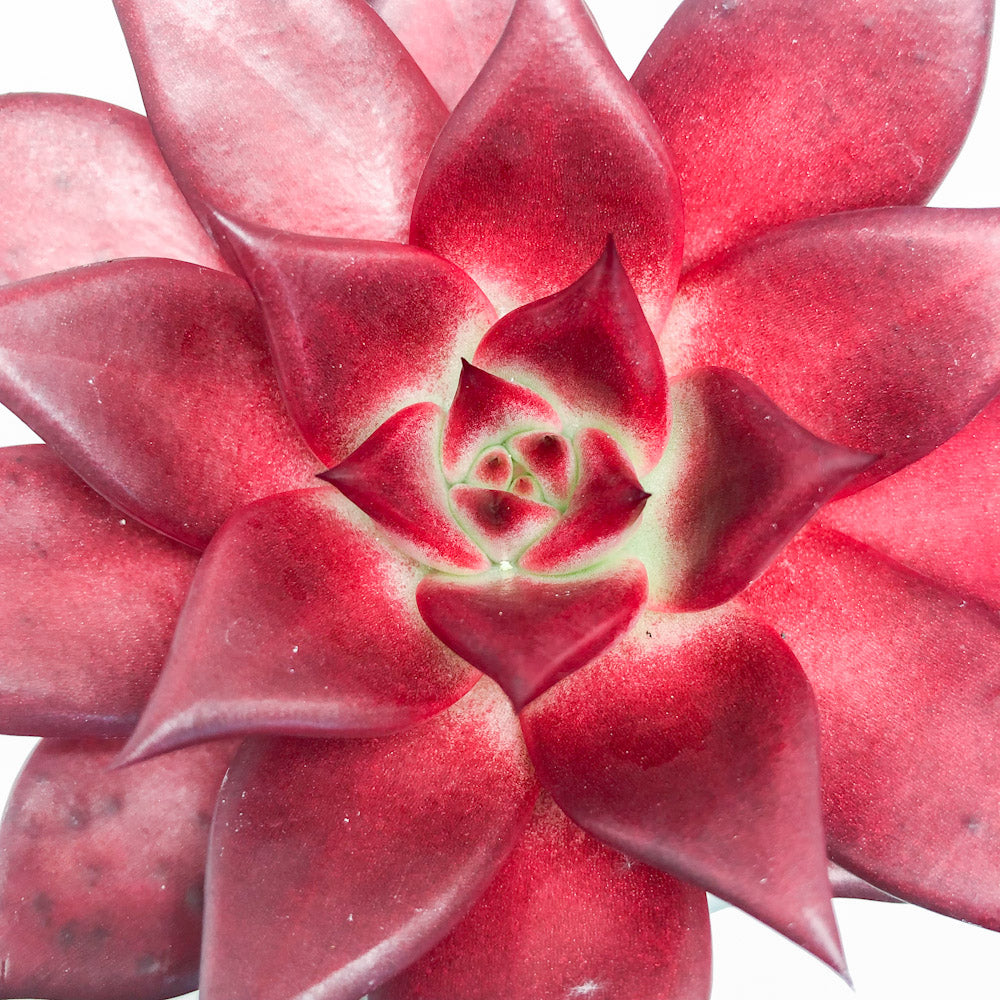 romeo rubin succulent Echeveria 'Romeo Rubin' – Surreal Succulents