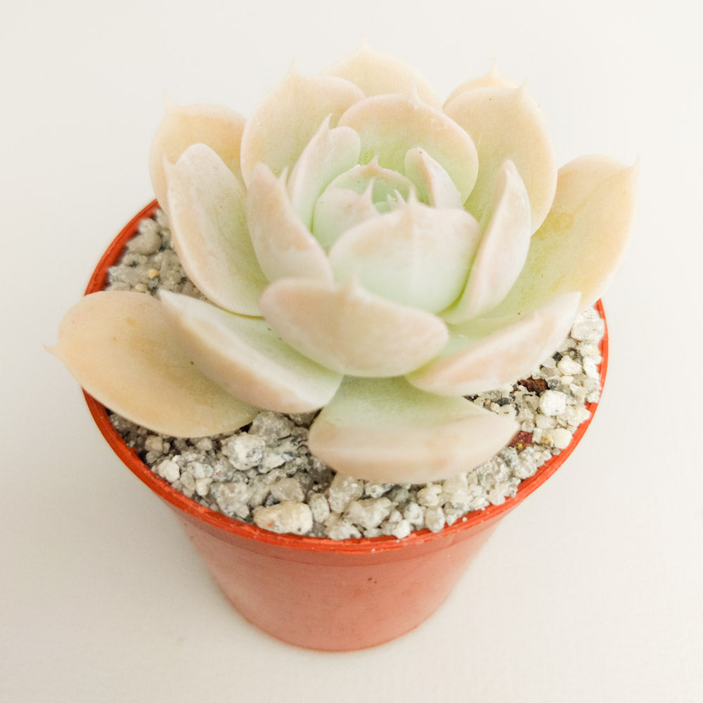 Echeveria runyonii