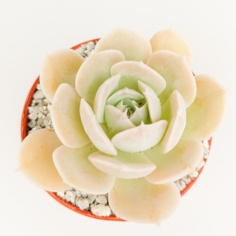 Echeveria runyonii