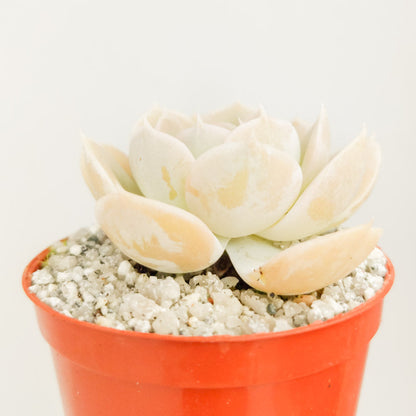 Echeveria runyonii