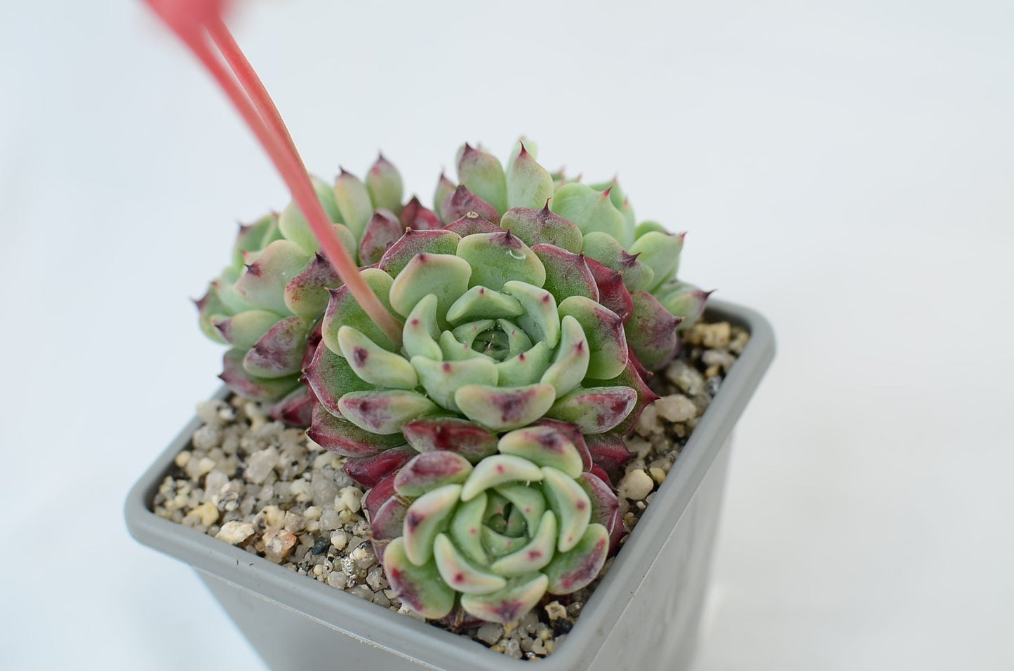 Echeveria 'Sara Himebotan'