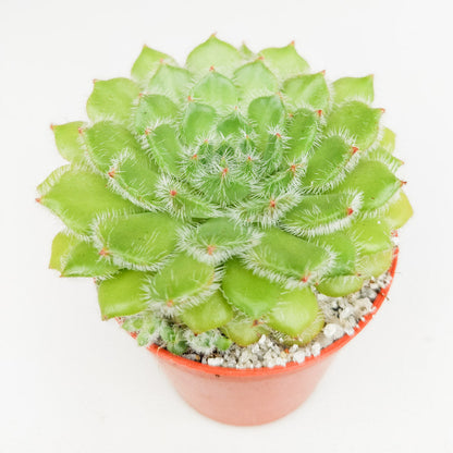 Echeveria setosa var. ciliata