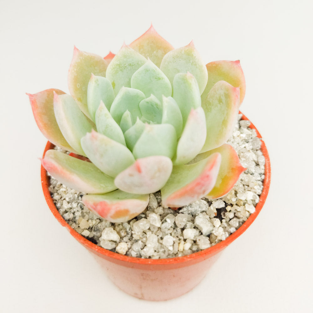 Echeveria tolucensis