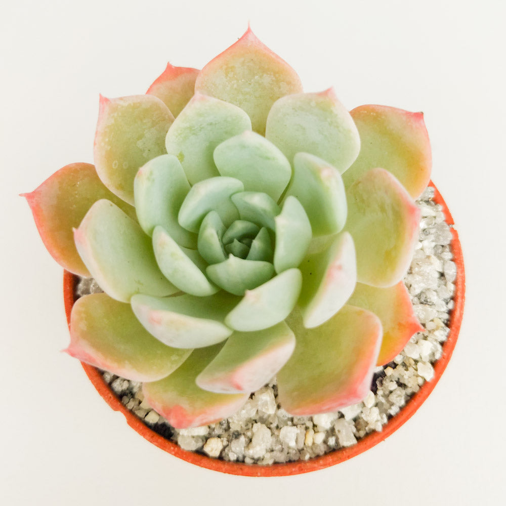 Echeveria tolucensis