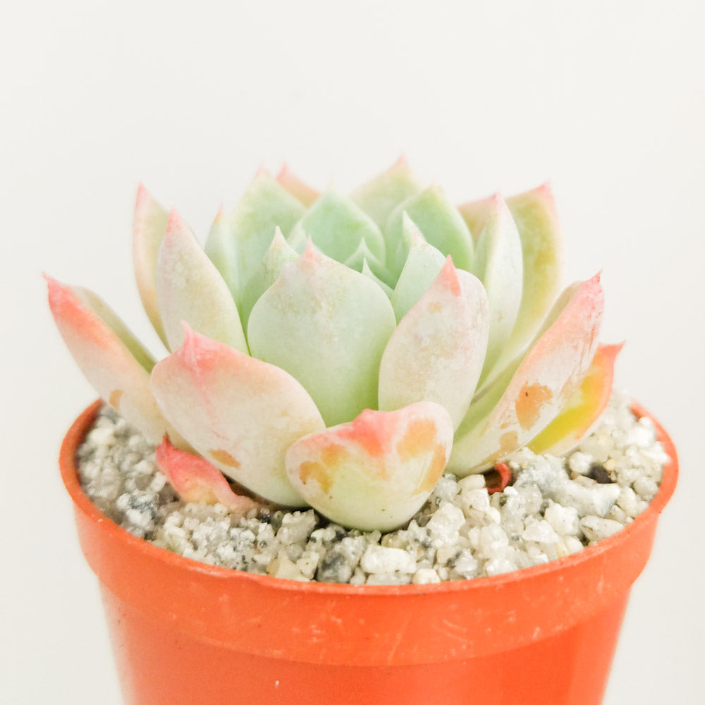 Echeveria tolucensis