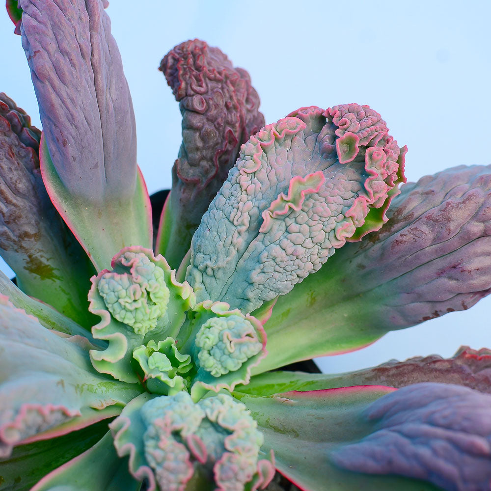 Echeveria 'Linguas'