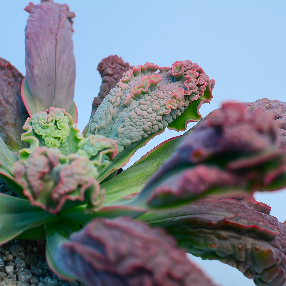 Echeveria 'Linguas'