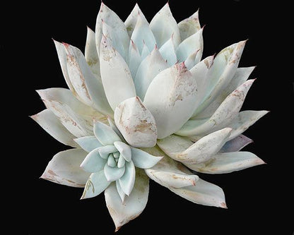 Echeveria 'Mexican Giant'