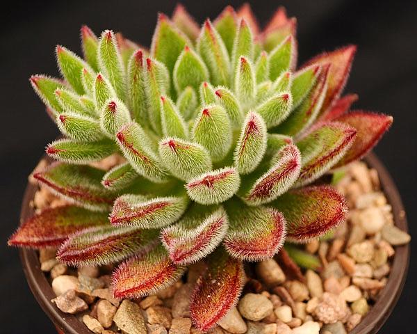 Echeveria pilosa