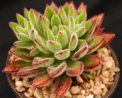 Echeveria pilosa