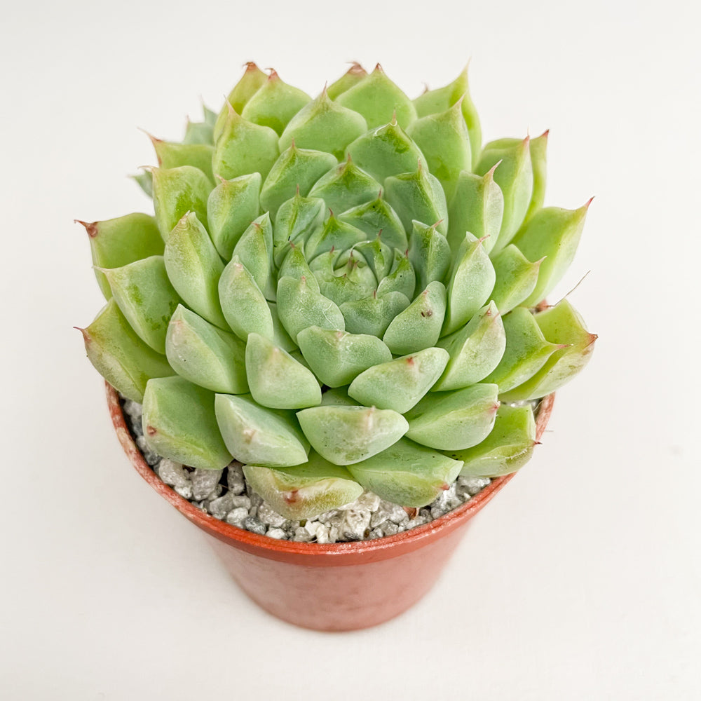 Echeveria hyalina