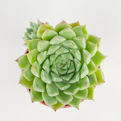 Echeveria hyalina