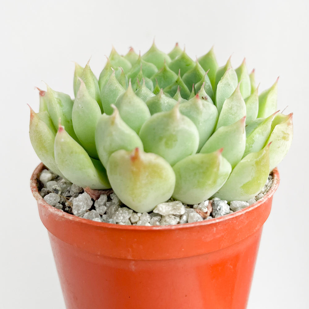 Echeveria hyalina