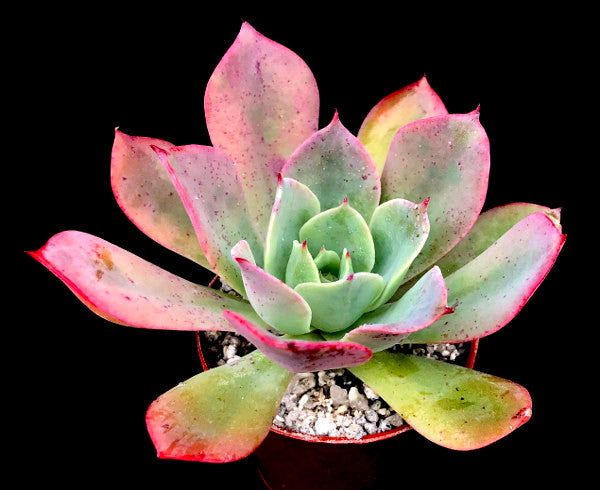 Echeveria 'Ed Hummel'