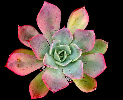 Echeveria 'Ed Hummel'