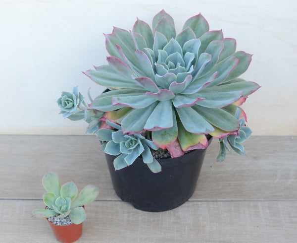 Echeveria 'Ed Hummel'