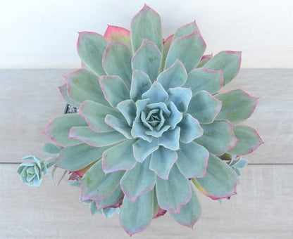 Echeveria 'Ed Hummel'