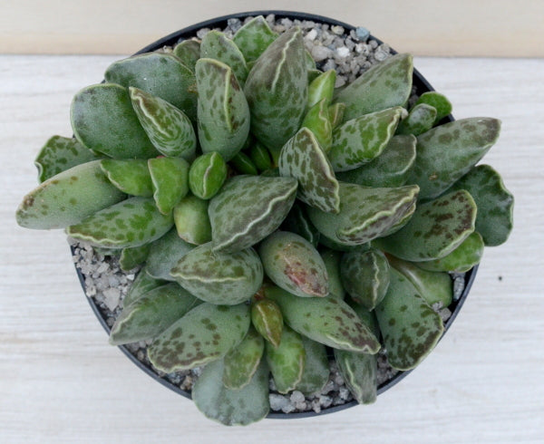 Adromischus cooperi (Plover Eggs Plant)