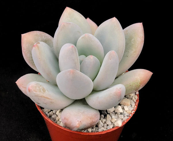 x Pachyveria 'Elaine'