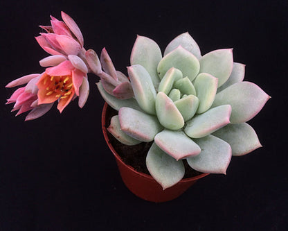 x Pachyveria 'Elaine Reinelt'