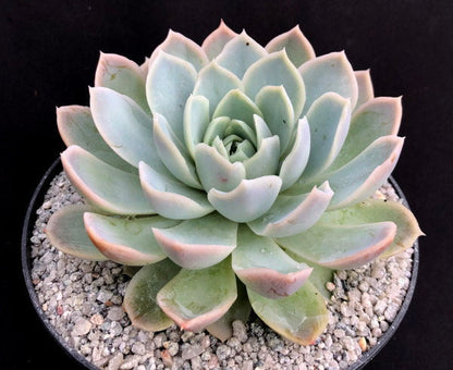 Echeveria 'Elsa'