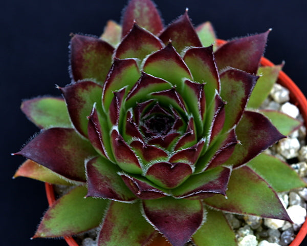 Sempervivum 'Engles 132'