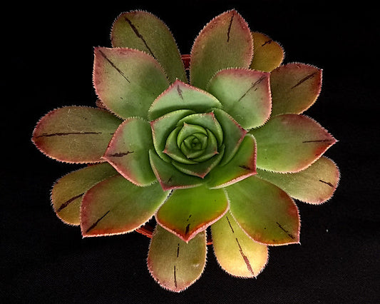 Aeonium escobarii