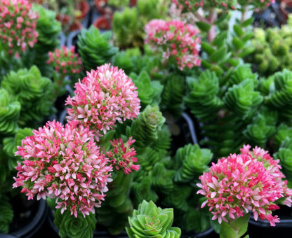 Crassula 'Estagnol'