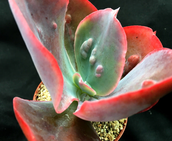 Echeveria 'Etna'