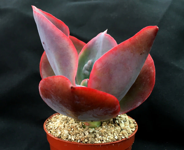 Echeveria 'Etna'