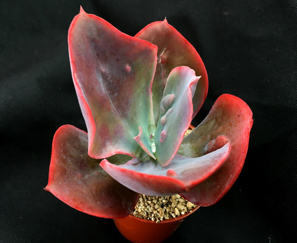 Echeveria 'Etna'