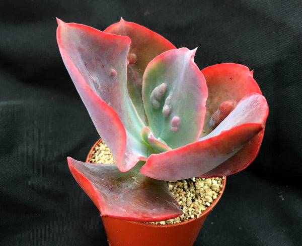 Echeveria 'Etna'