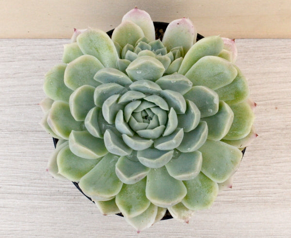 Echeveria 'Europa'