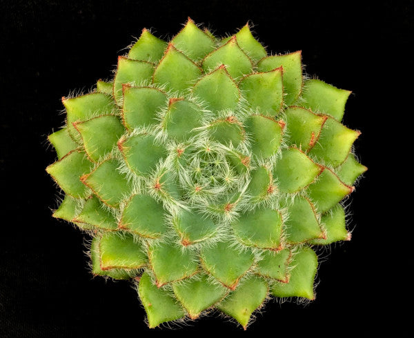 Echeveria 'Eva'