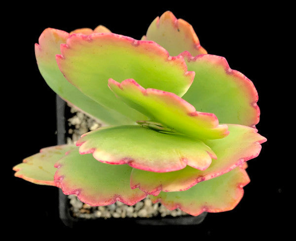 Kalanchoe fedtschenkoi (Lavender Scallops)