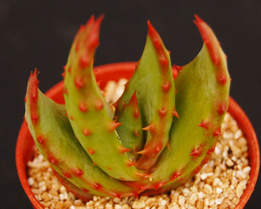 Aloe ferox