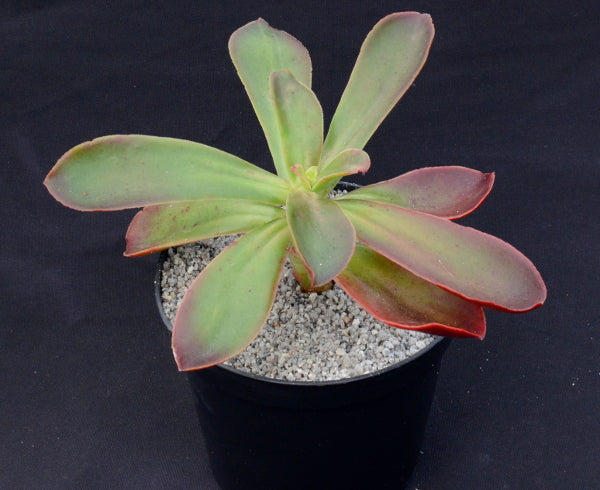 Echeveria fimbriata