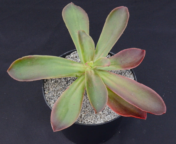 Echeveria fimbriata