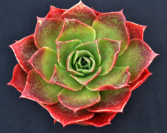 Echeveria 'Fireball'