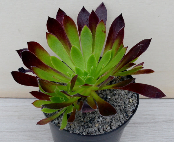 Aeonium 'Firecracker'