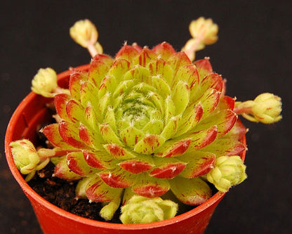 Sempervivum 'Ford's Springs'