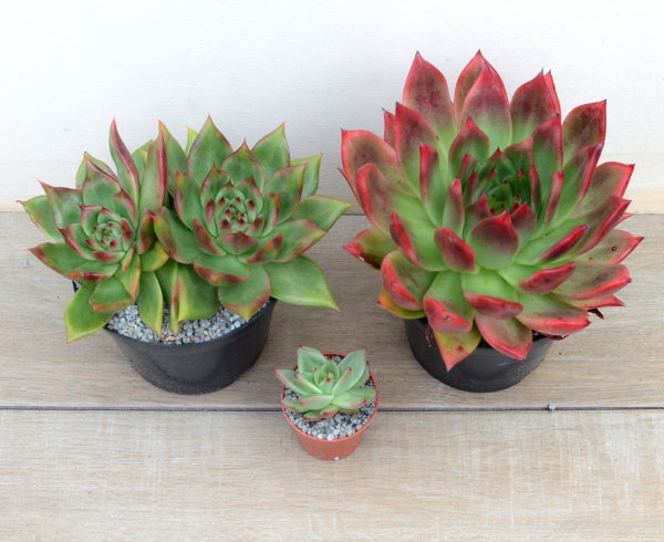 frank reinelt succulent Echeveria 'Frank Reinelt' – Surreal Succulents