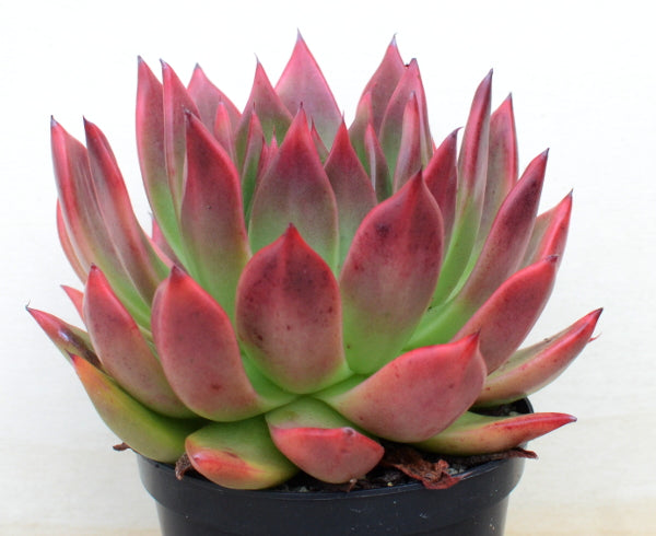 Echeveria 'Frank Reinelt'