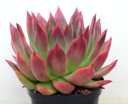 Echeveria 'Frank Reinelt'